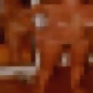Photo privée de Violette, 23 ans à Criquetot-sur-Ouville - rencontre coquine