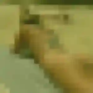 Apolline (37 ans) à Daoulas cherche un plan cul ce soir