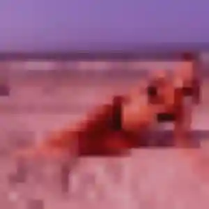 Svetlana, 32 ans, disponible à Nielles-lès-Bléquin pour un plan cul