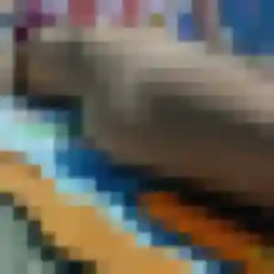 Jolie Pascale, 35 ans à Torcé - la contacter
